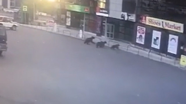 Şehre inen ayı ve 3 yavrusunu polis kovaladı