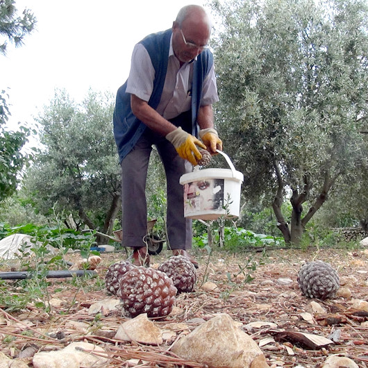 Gölgesi için diktiği ağaçtan para kazandı