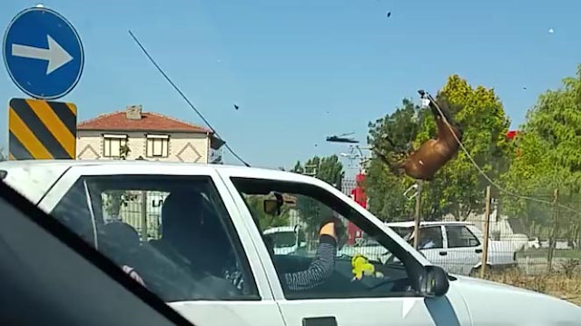 Eskişehir'de otomobilin çarptığı başıboş iki at telef oldu