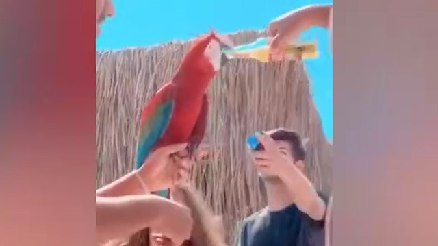 Papağana zorla alkol içirdi
