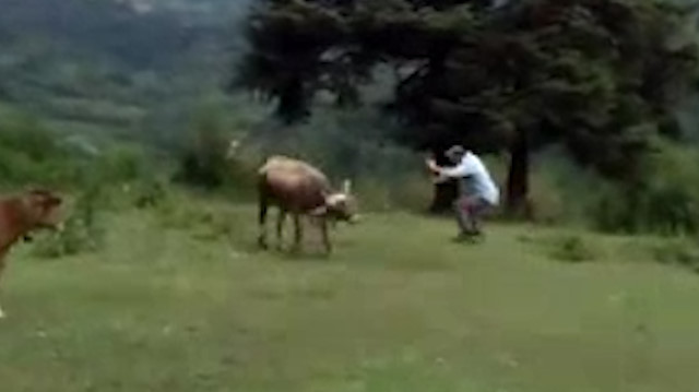 Sahibiyle oyun oynayan ineklerin görülmeye değer anları
