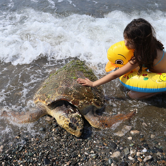 Caretta carettayı çekiçle yaralamışlar