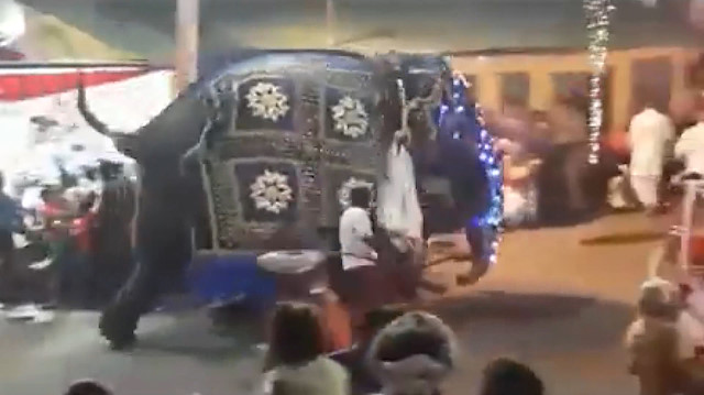 Srilankada filler kalabalığın arasına daldı: 17 yaralı