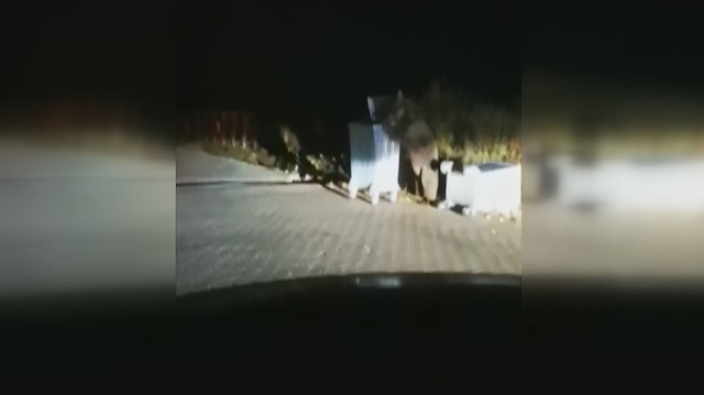 Uludağ’da aç kalan ayı çöpleri karıştırırken görüntülendi