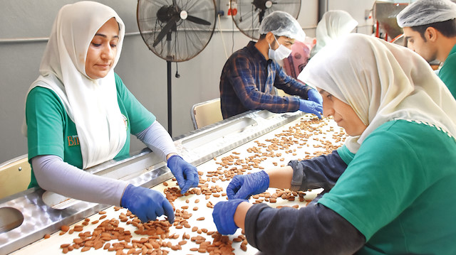 Adıyaman'da badem işiyle uğraşan işçiler