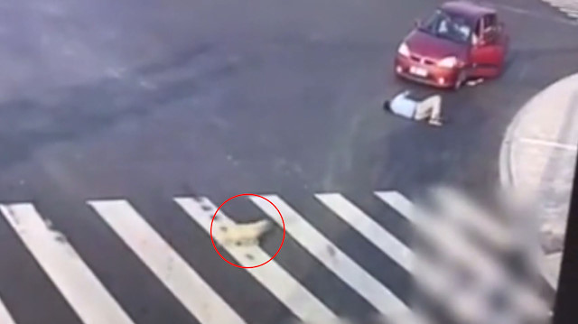 Köpekten yayaya trafik dersi
