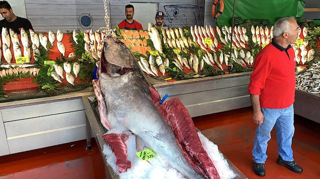 Orkinos balığı