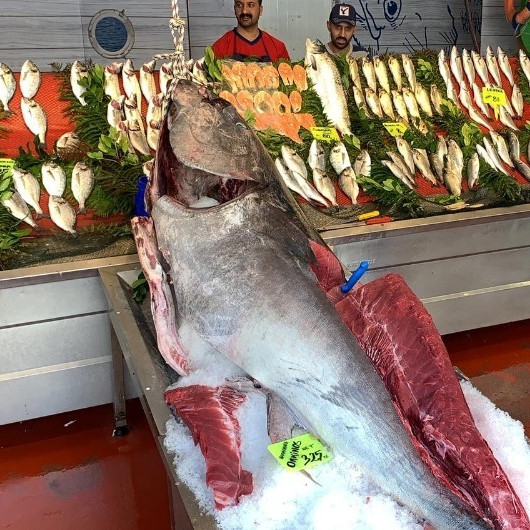 Görenleri hayrete düşürdü: 325 kilo