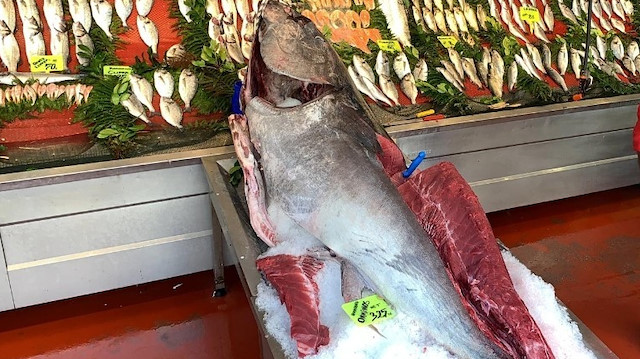 Görenleri hayrete düşürdü: 325 kilo