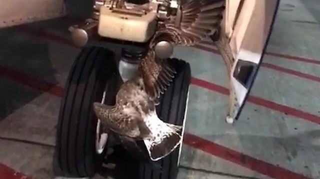Rus uçağının iniş takımlarına kuş sıkıştı.