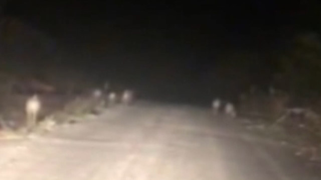 Bartın'da domuz sürüsü karayoluna indi