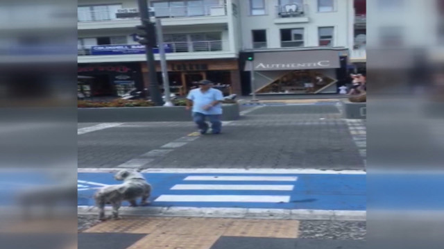 Yaya geçidindeki köpek insanlara ders verdi
