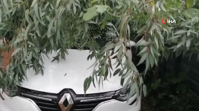 Maltepede ağaç otomobilin üzerine devrildi