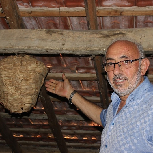 Sinop’ta yaban arılarının evin çatısında yaptığı yuva şaşırttı
