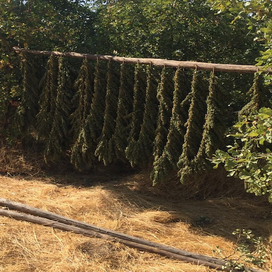 Diyarbakırda PKKnın finansal ayağına darbe: 5 ton esrar ele geçirildi