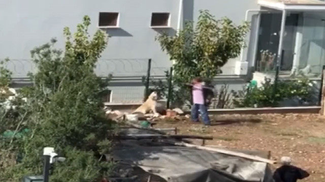 Bağlı köpeği sopa ile acımasızca döven vicdansız adam kamerada