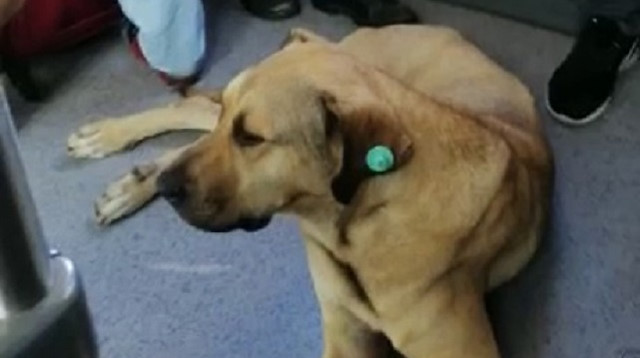 Sevimli köpeğin metrobüs yolculuğu kamerada