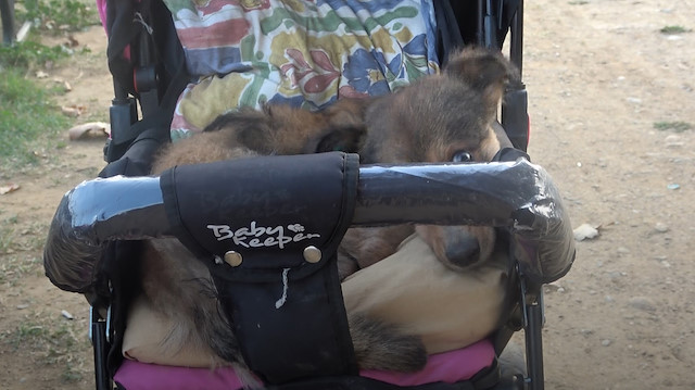 Felçli köpeğinin tüm ihtiyaçlarını karşılayıp bebek arabasıyla gezdiriyor