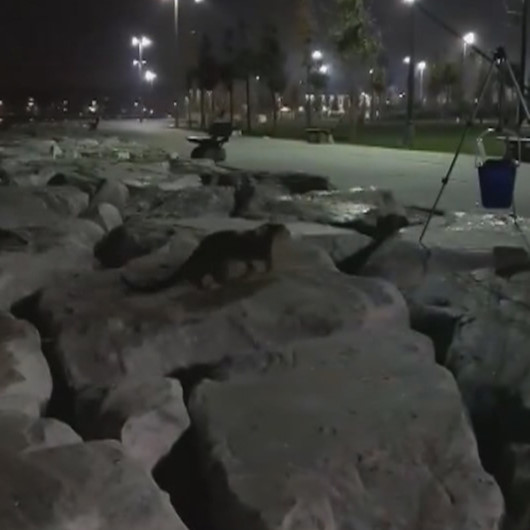 Su samurları Yenikapı ve Zeytinburnu sahillerinde görüntülendi