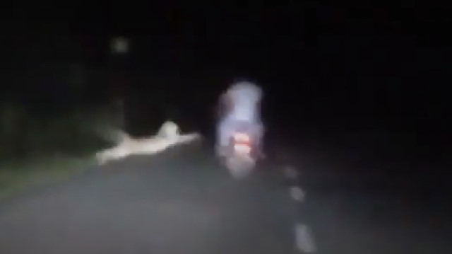 Motosiklet sürücüsü leopar saldırısından son anda kurtuldu