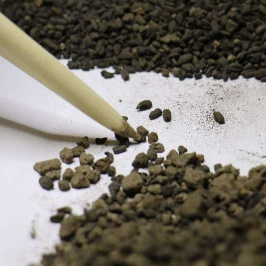 Kazıda bulunan buğday taneleri tam 4 bin 500 yıllık çıktı
