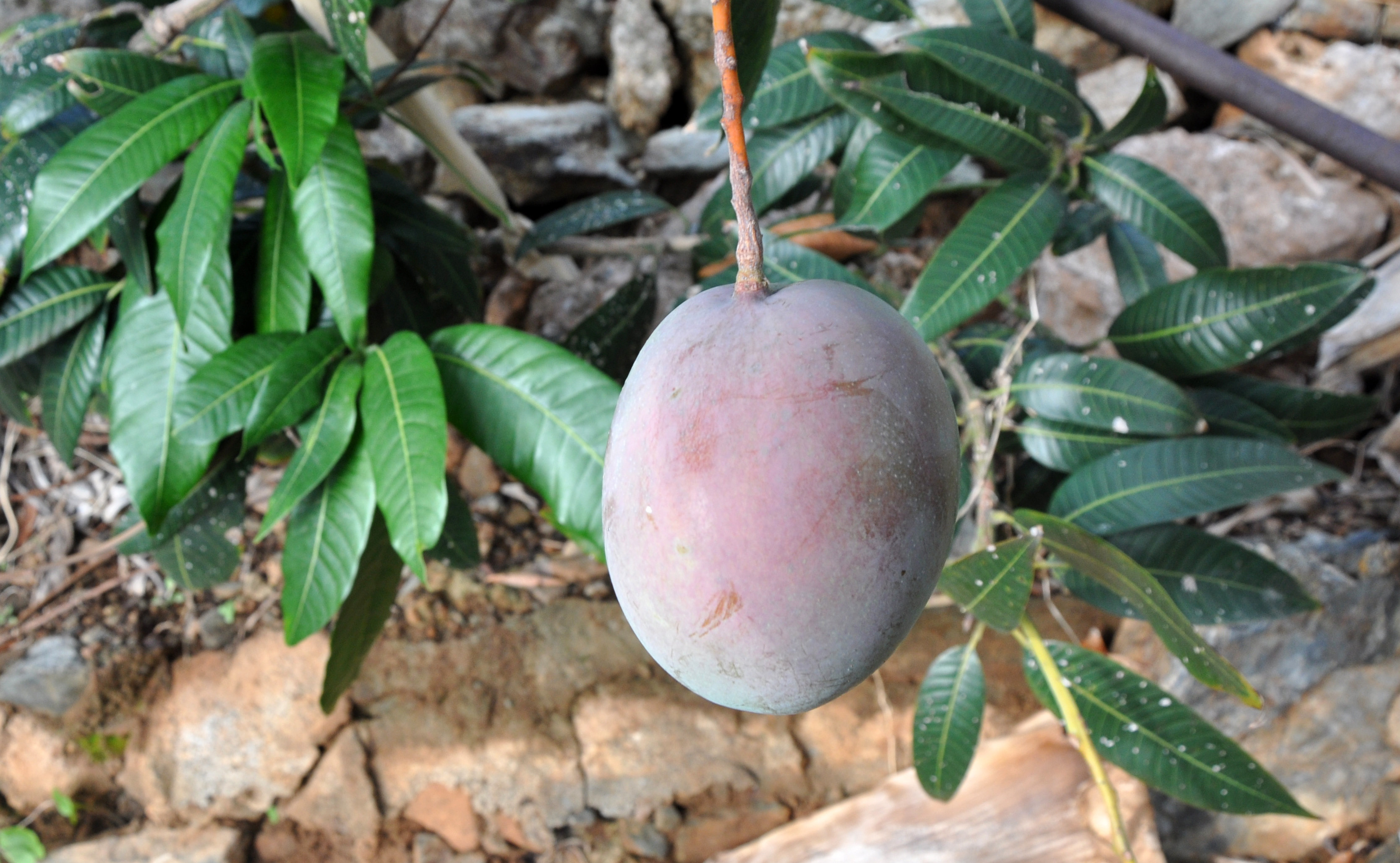 ...7 yıl önce muz bahçesinin içerisine 12 <b>mango</b> fidanı dikti. 