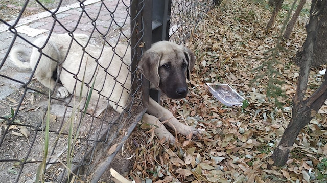 Minik köpeğin imdadına itfaiye ekipleri yetişti