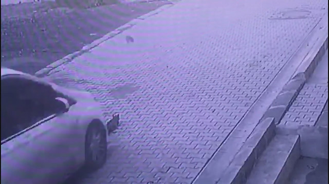 Vicdansız sürücü yavru kediyi ezip kaçtı