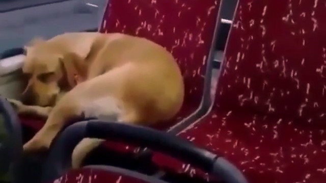 İstanbul’da otobüs şoförü soğukta üşüyen köpeği içeri aldı