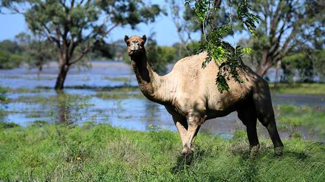Turkish Aid Group Seeks To Stop Australian Camel Cull