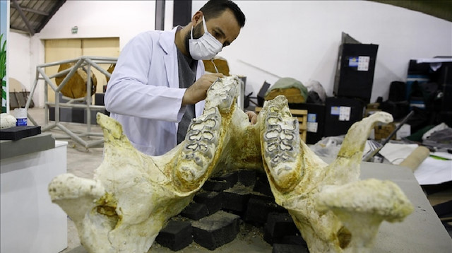 5 elephant species lived 8M years ago in central Turkey