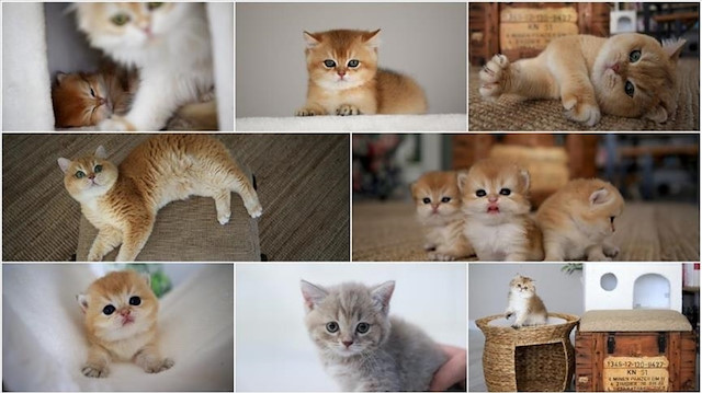 جمعية تركية تطور برنامجًا لتوثيق أنساب القطط