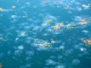 Çanakkale Boğazı'nı deniz anaları istila etti