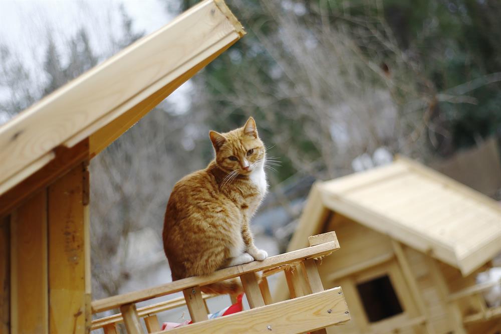 Дома появилась кошка. Деревенский кот. Деревенская кошка. Коты в деревне. Кошка в строительстве.