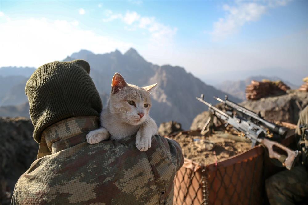 Cats accompany soldiers at military base