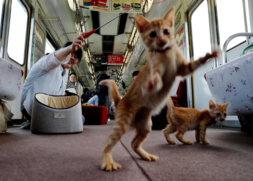 Cats on a train! Japan railway lets felines roam to raise awareness of strays