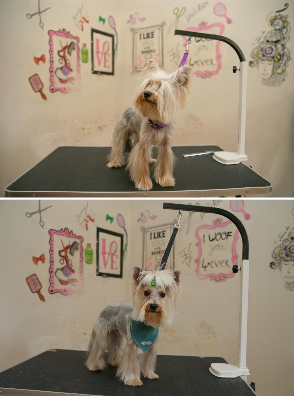 Pets get pampered at beauty shop in Turkey's Izmir
