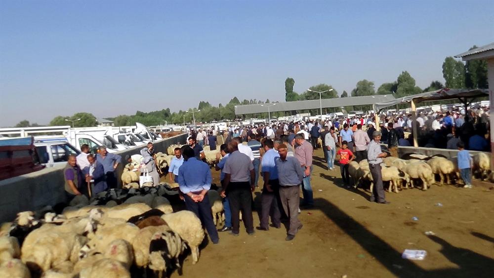 Eid al-Adha preparations in Turkey