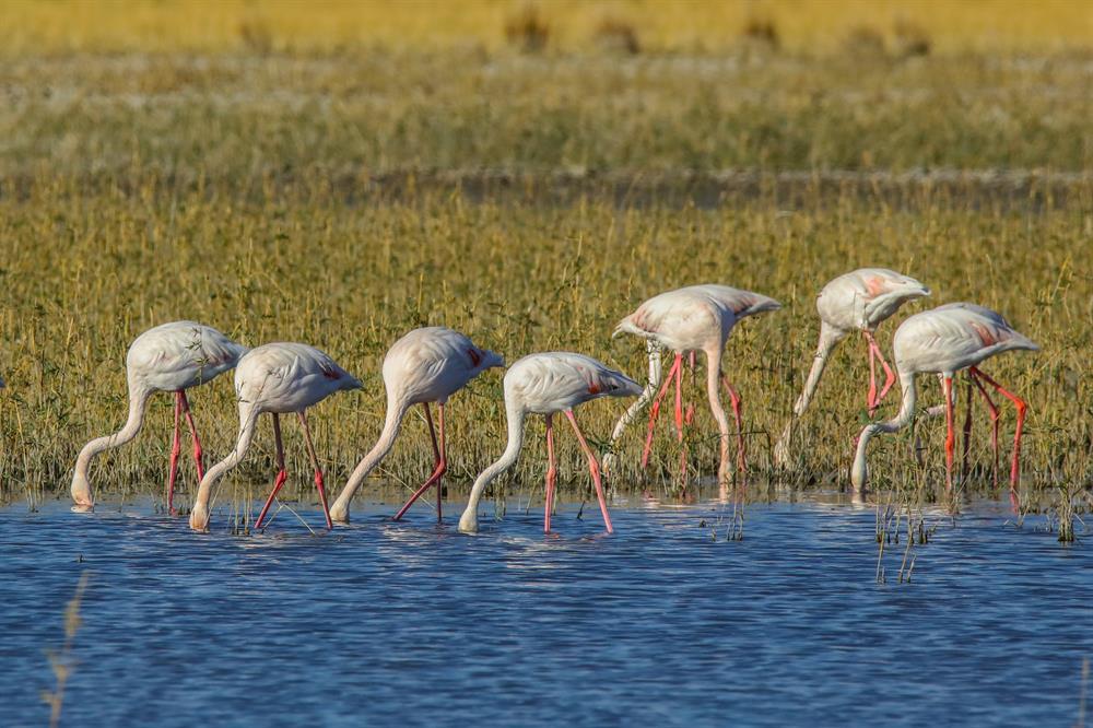 Flamingos at Lake Erçek