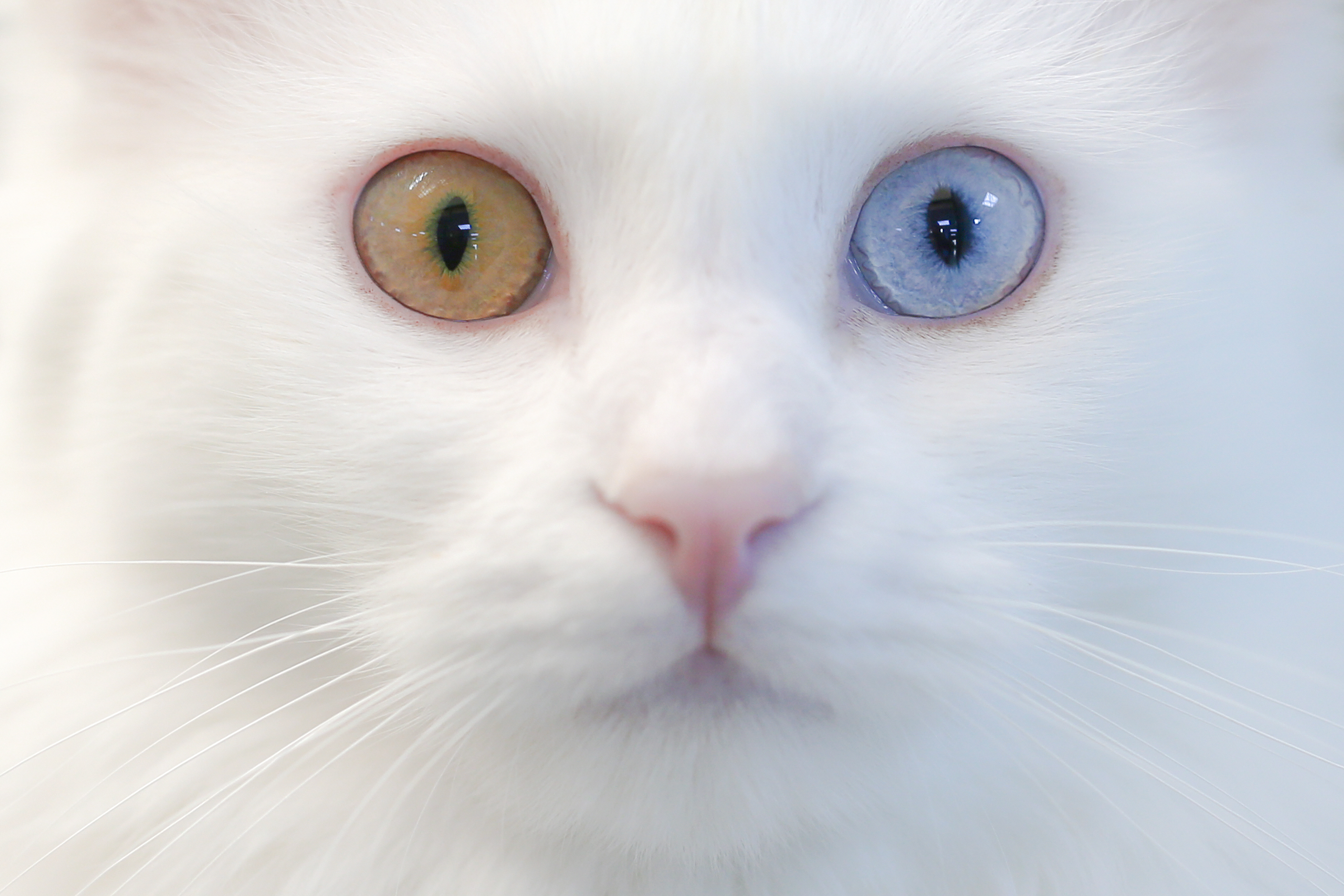 Вислоухий кот с гетерохромией