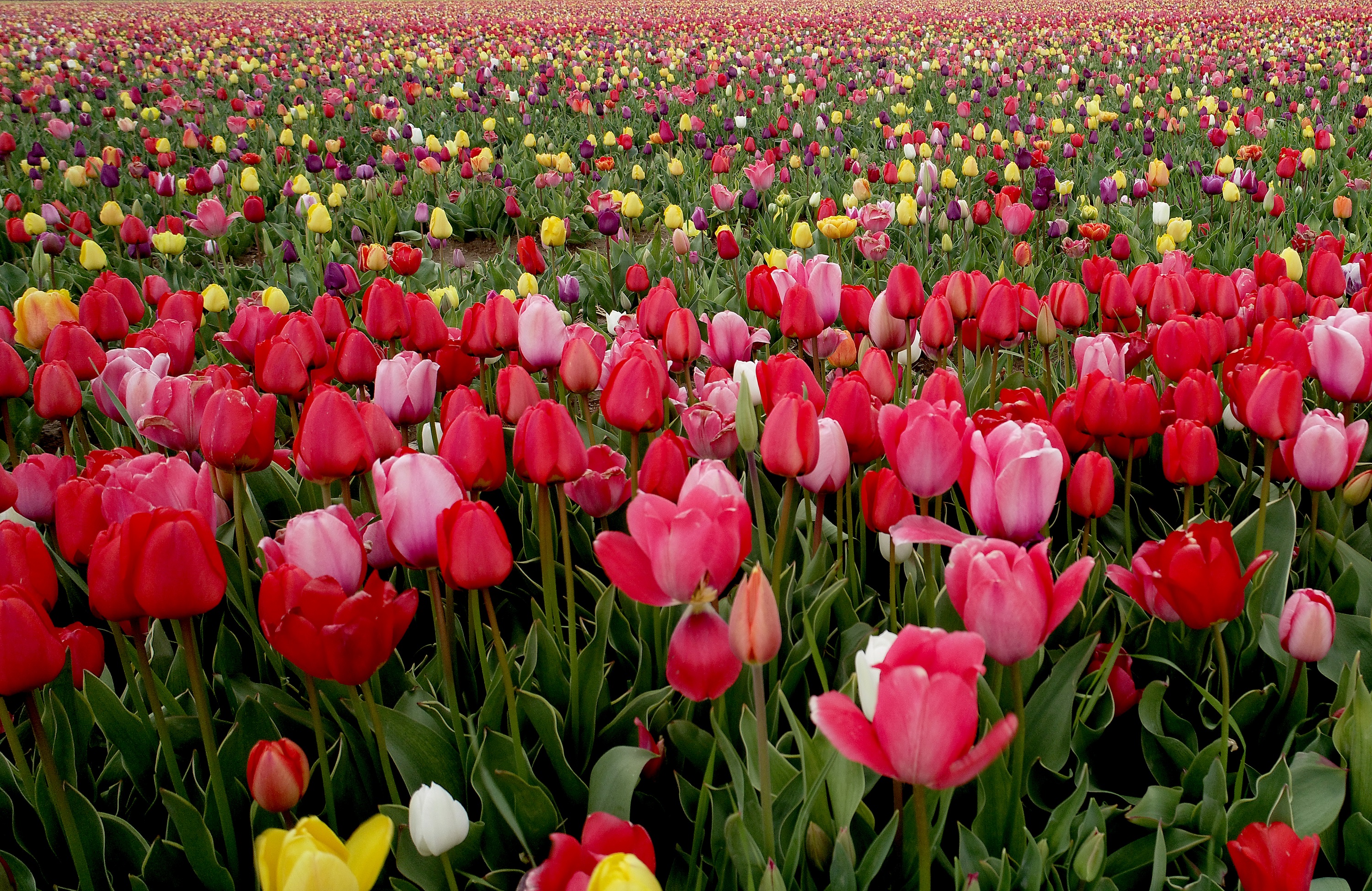Colorful tulips are seen through a field of tulips in Konya