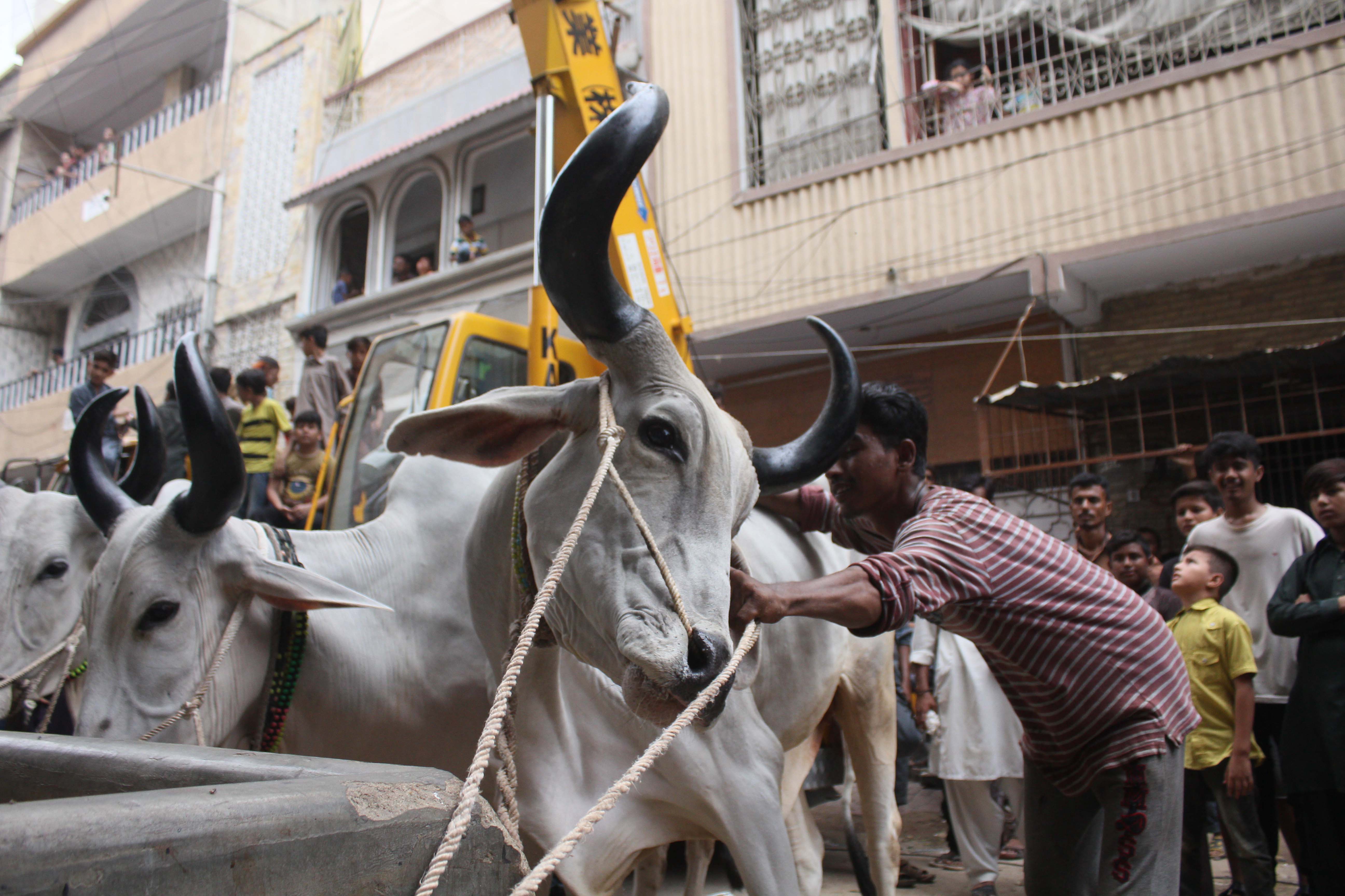 Sacrificial cattle get crane lifted from Karachi rooftop
