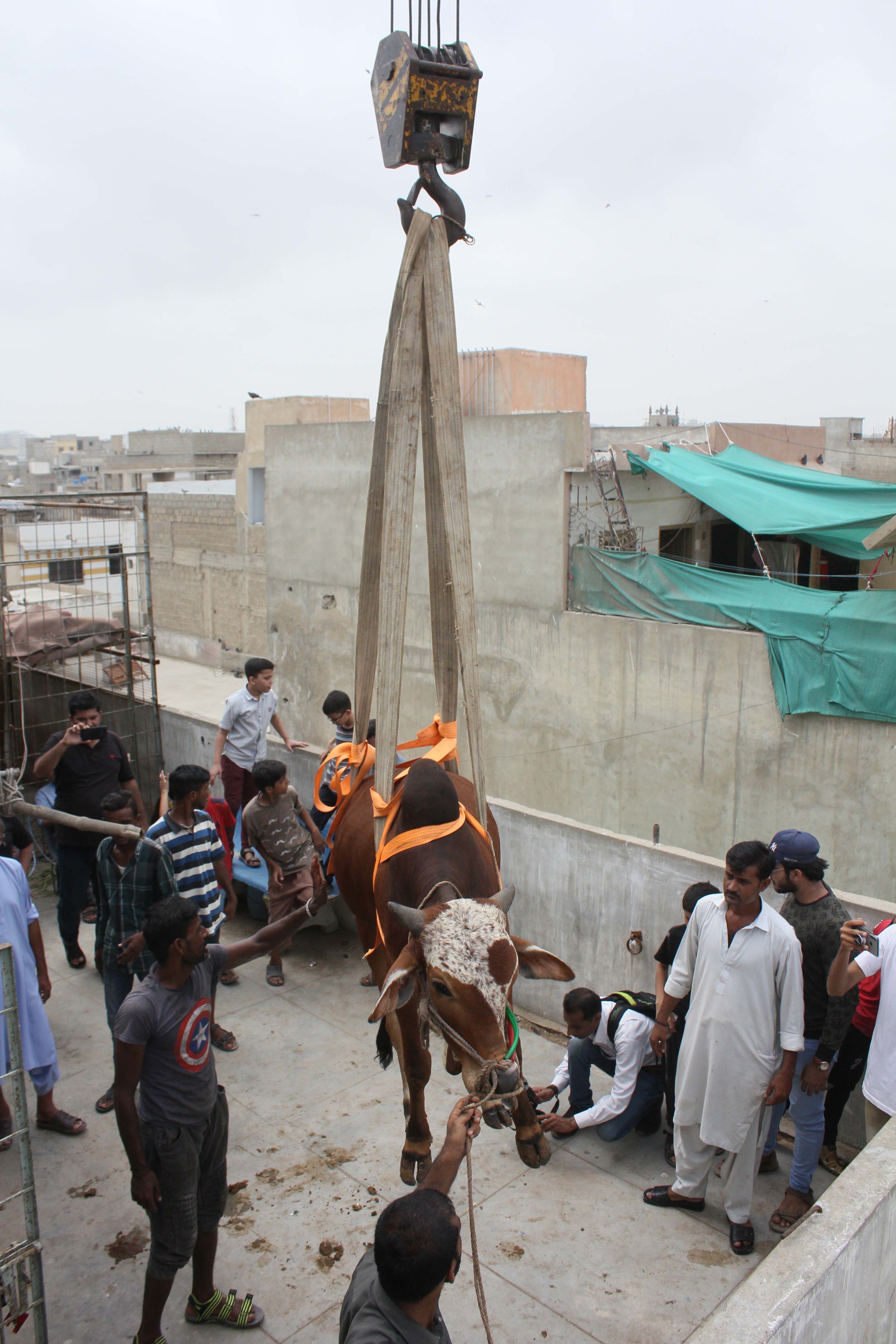 Sacrificial cattle get crane lifted from Karachi rooftop