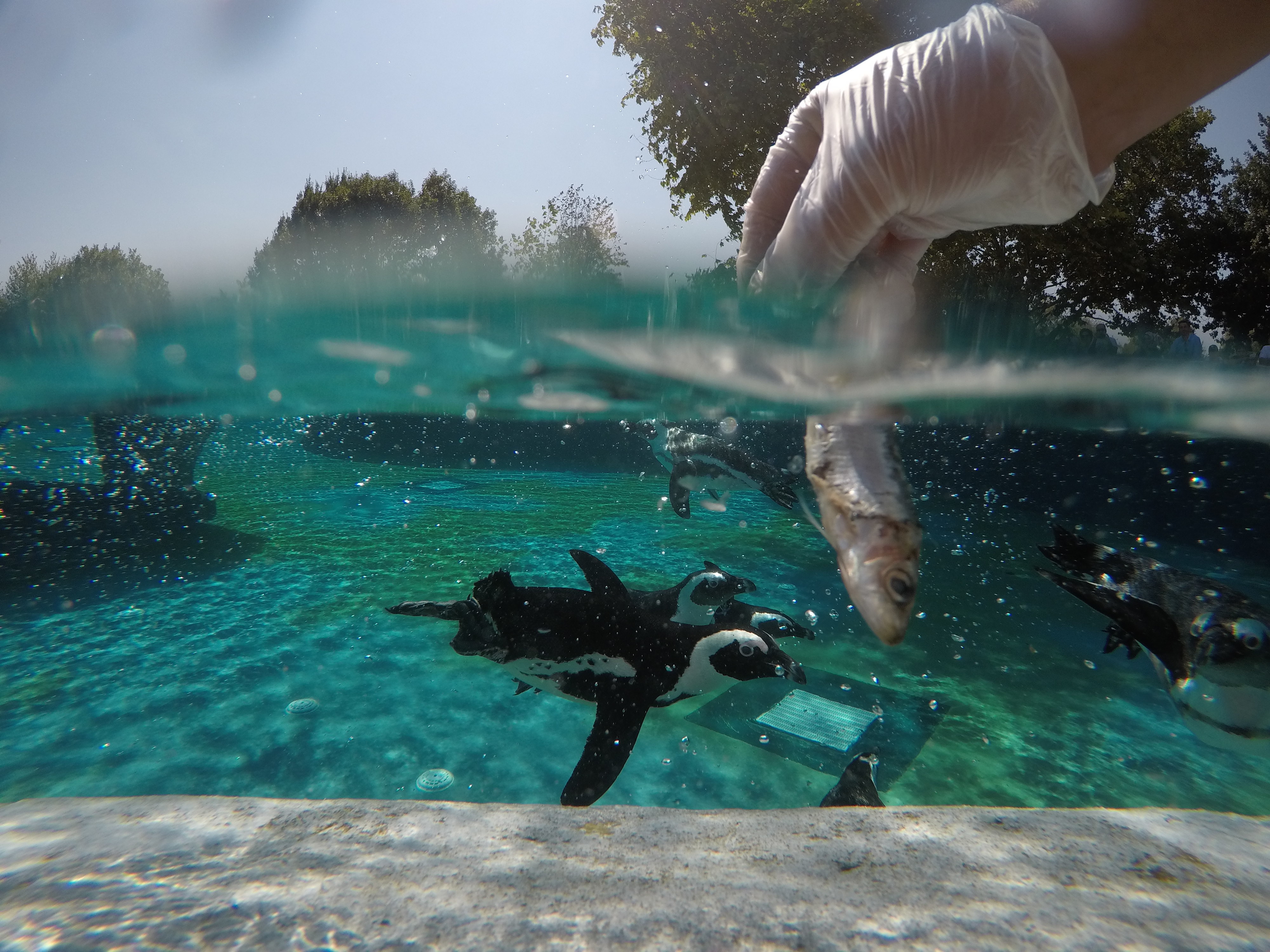 Penguins Feeding Pleasure In Turkey S Bursa Zoo