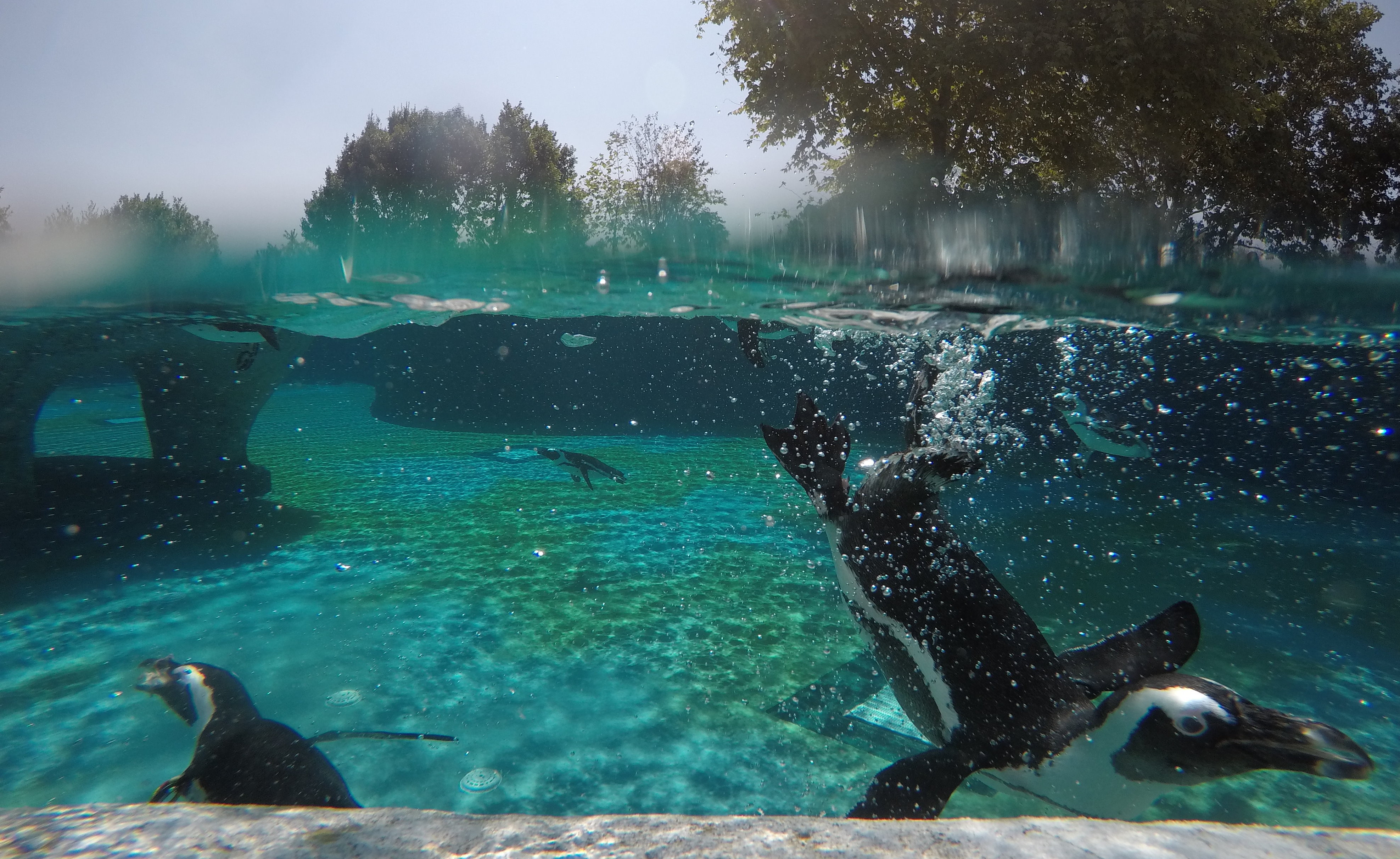 Penguins Feeding Pleasure In Turkey S Bursa Zoo
