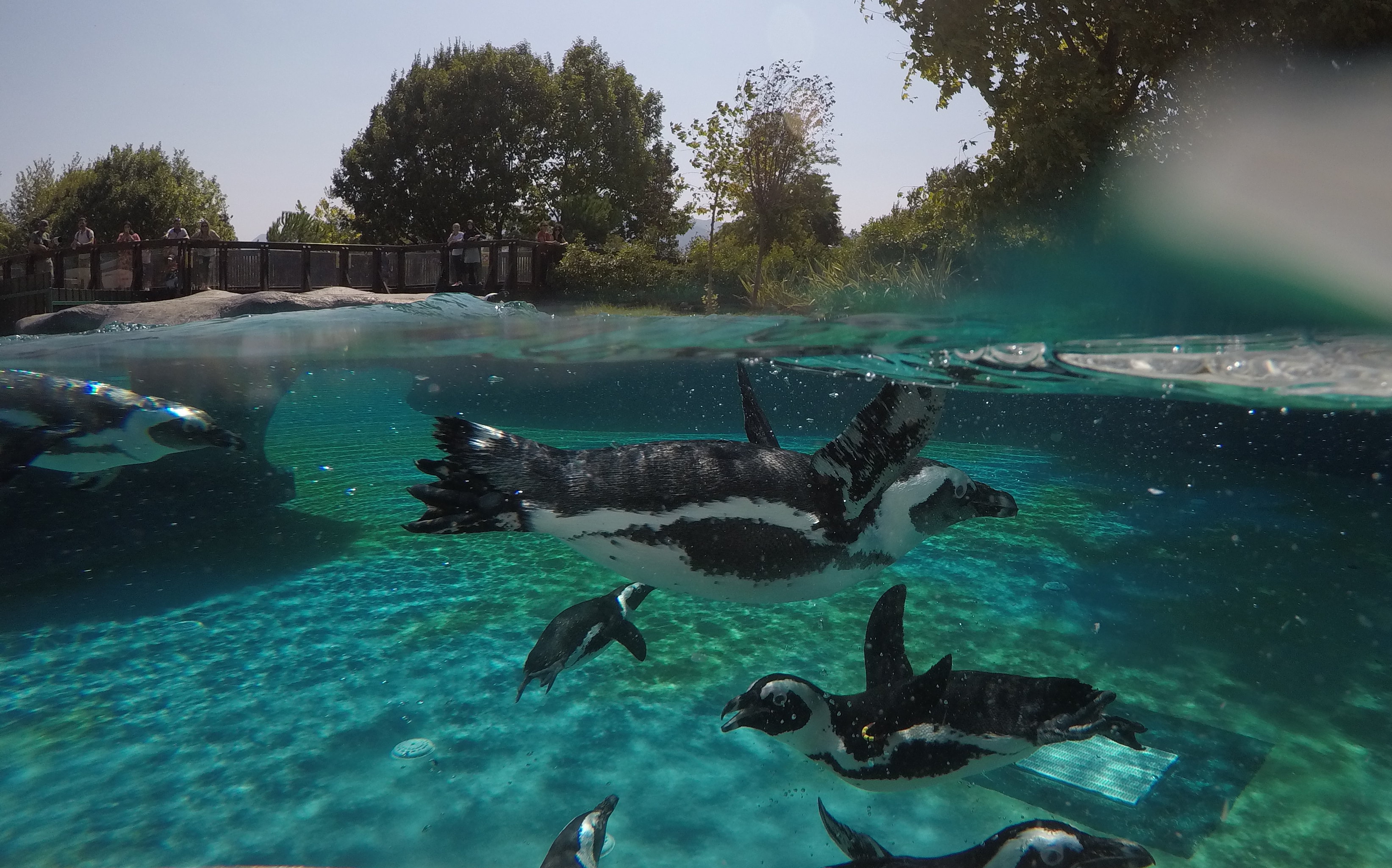 Penguins Feeding Pleasure In Turkey S Bursa Zoo
