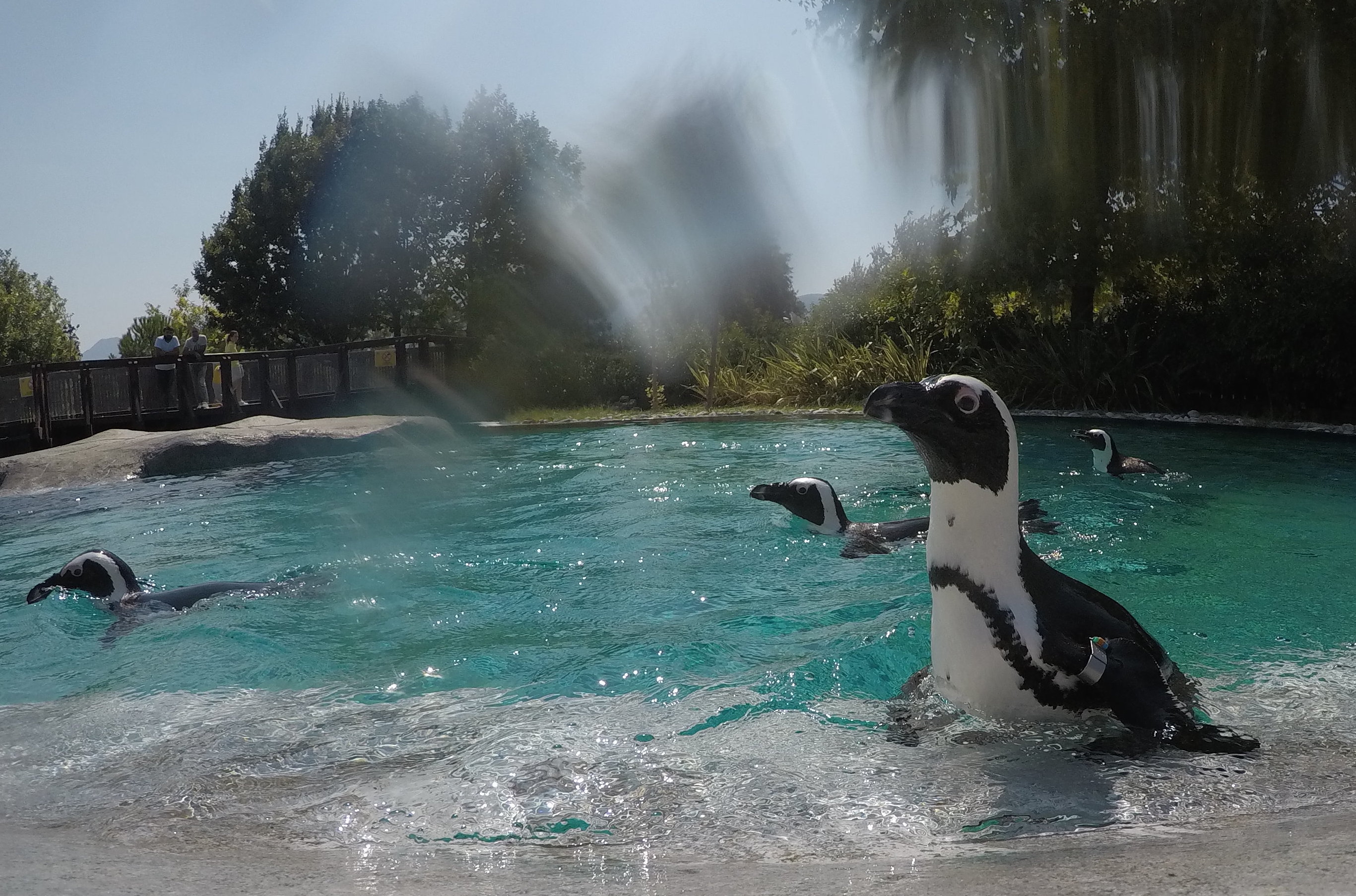 Penguins Feeding Pleasure In Turkey S Bursa Zoo