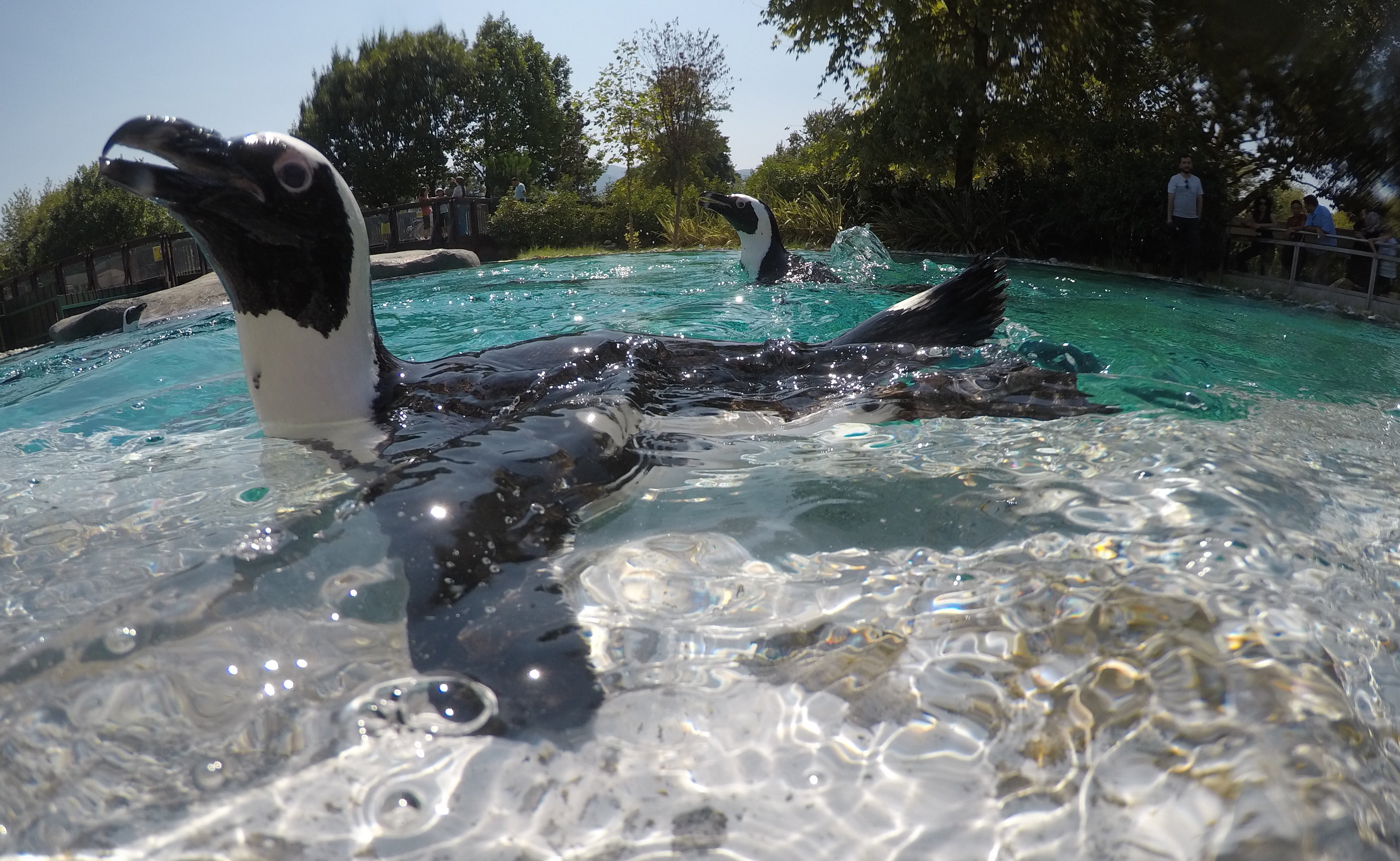 Penguins Feeding Pleasure In Turkey S Bursa Zoo