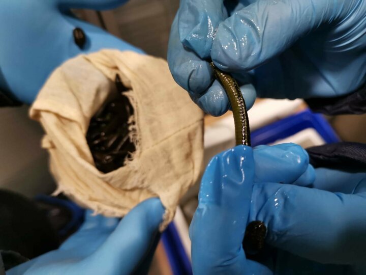 Passenger tries to smuggle over 3,000 live leeches in suitcase out of Turkey