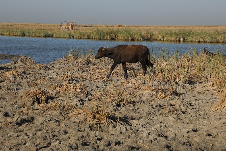 الجفاف يهدد أهوار العراق والمواشي أولى الضحايا
